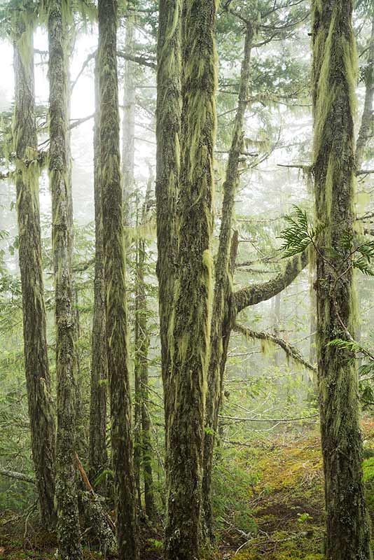 Temperate Rainforest / Morse Creek, Olympic National Park, Washington