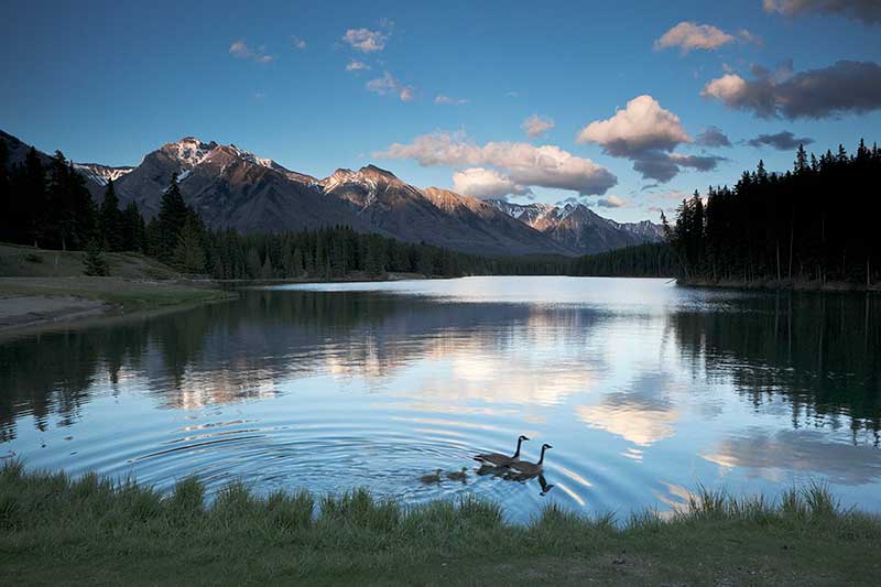 Canada Geese Photos