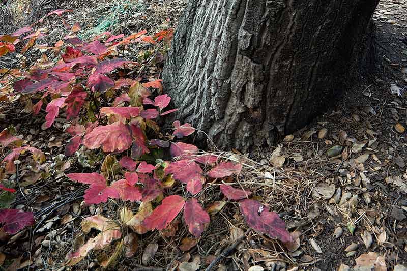 Glendora Nature Photos