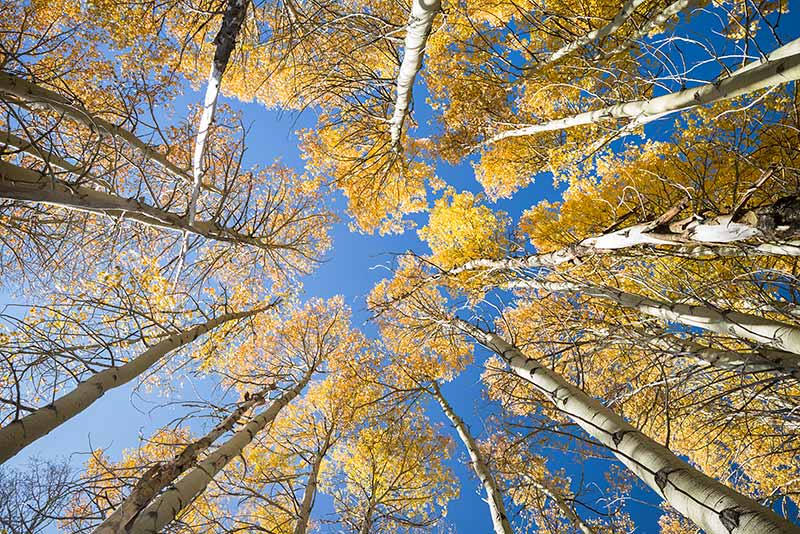 Aspen Tree Canopy Photos