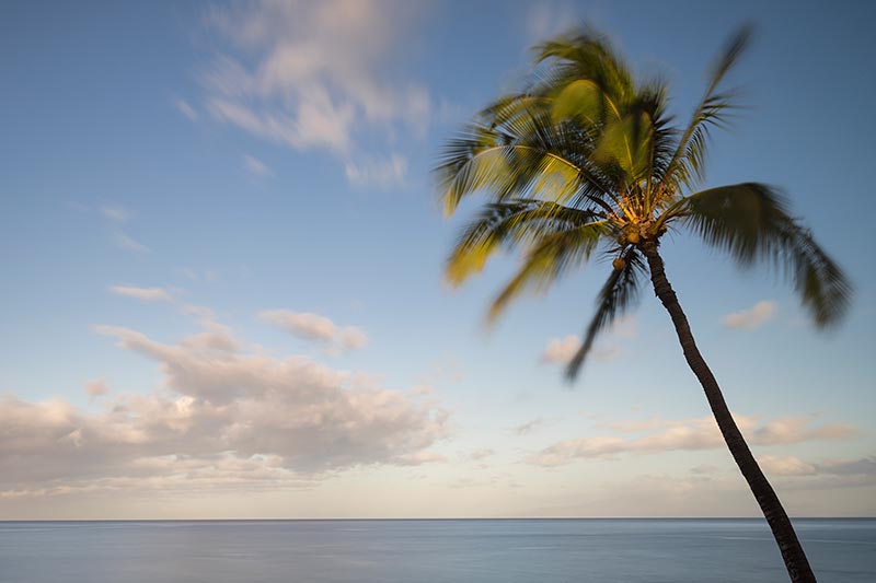 Maui Palm Tree Photos