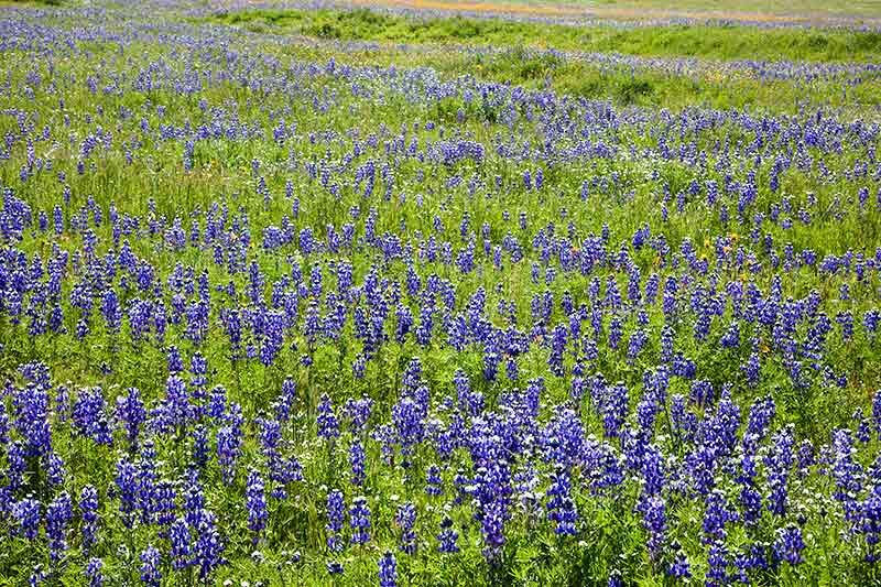 Kern County Wildflower Photos